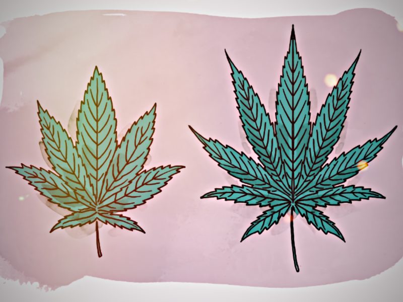 Indica vs. Sativa: Is there really a difference?