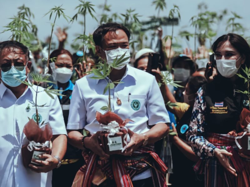 Watch as Thousands are Freed In Thailand after Marijuana is Legalized