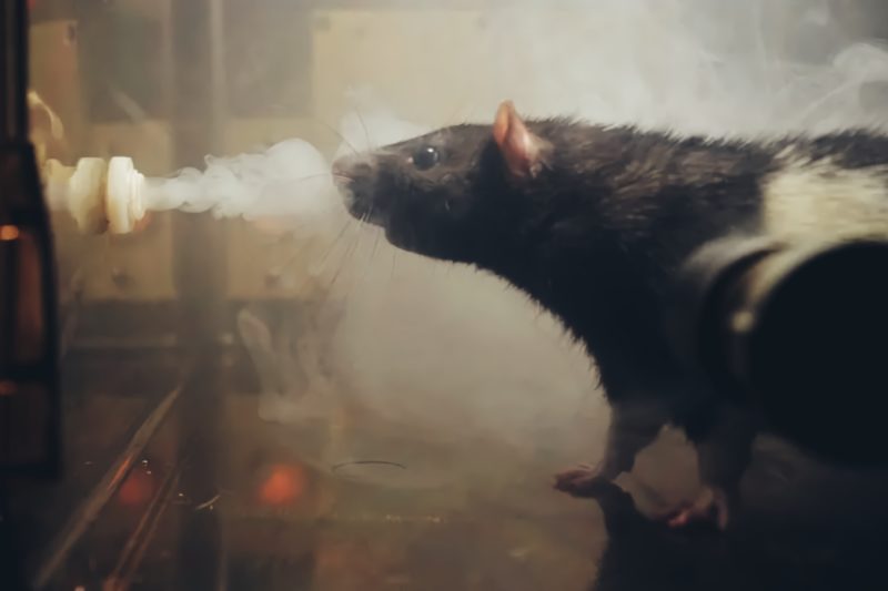 Rats keep eating all the seized marijuana in India