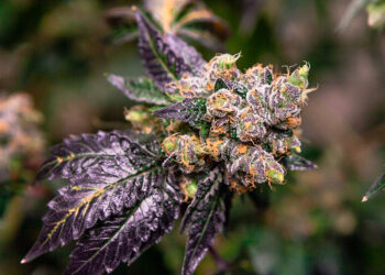 Hawaii Legalization Bill Dead Due To House Leader Inaction