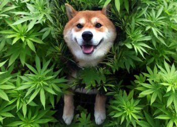 Cannabis Could Be an Alternative To Help Common Dog Skin Diseases