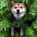 Cannabis Could Be an Alternative To Help Common Dog Skin Diseases
