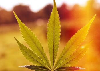 DEA will move Marijuana to Schedule III