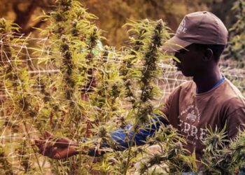 Cannabis Industry going strong with over 440,000 full time employees