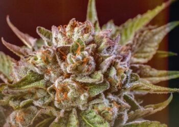 How potent is weed these days?