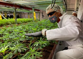 Hawaii Legislators Shoot Down Legalization Attempt