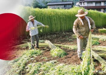 Japan Moves Ahead With Cannabis Reform, First Real Steps For Legalization On The Island Nation