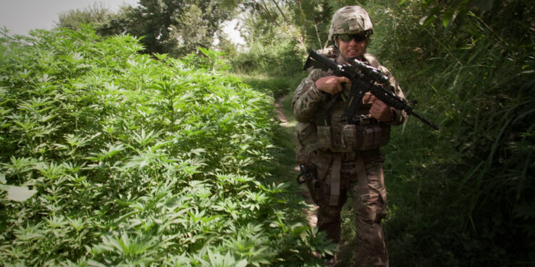 U.S. Army Spc. Josh Brimm, assigned to the 307th Psychological Operations Company, walks past a large marijuana crop during a mission led by U.S. Army soldiers assigned to Delta Company, 1st Battalion, 22nd Infantry Regiment, 1st Brigade, 4th Infantry Division, to patrol Malajat, Afghanistan, June 4. The purpose of the mission is to gather atmospherics from the local population and to distribute Psychological Operations products.