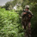 White House Opposes Bill To Stop Testing Military Recruits For Marijuana