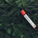 Shocker, weed doesn’t really help with Covid-19