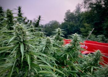 Most New York Cannabis Patients Say Cannabis Has Reduced Opoid Usage