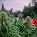Most New York Cannabis Patients Say Cannabis Has Reduced Opoid Usage