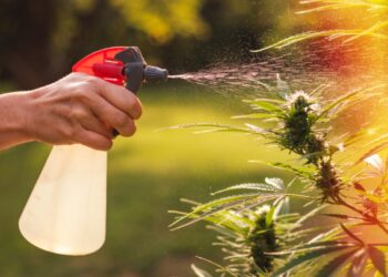 Are pesticides getting in marijuana in California?