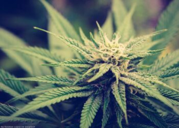 Cannabis Usage In Teens Has Decreased Since Legalization