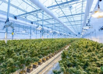 Just a Quarter of Weed Businesses Are Profitable. Will that change?