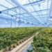 Just a Quarter of Weed Businesses Are Profitable. Will that change?