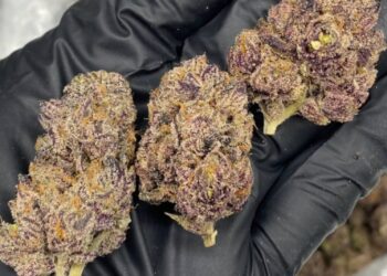 The Psychoactive between Sativa and Indica turns out to be a myth
