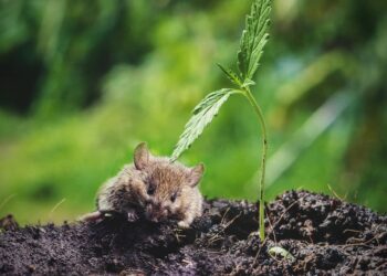 New Study Shows Cannabis Has Anti-Aging Effects on Mice Brains