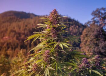 Colombia has some really interesting weed, study finds