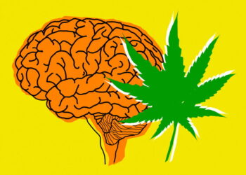 Cannabis Effects Brain Function and Memory Far Less Than We Have Been Led to Believe
