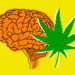 Cannabis Effects Brain Function and Memory Far Less Than We Have Been Led to Believe