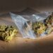No Evidence of Widespread Fentanyl in Weed