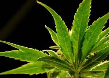 Florida Republicans are misleading public on legalization measure