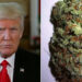 What Trump’s Second Term Means For The Marijuana Industry