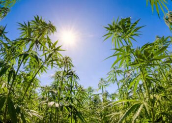 California had the “best harvest season” this year