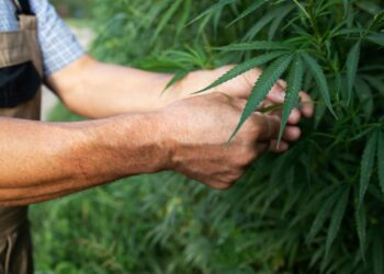 Missouri made Three Times more in tax revenue from cannabis than expected