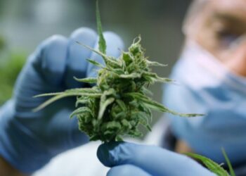 Cannabis Studies at risk due to Trump’s Research Cuts