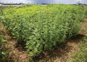 Florida Lawmakers Looking To Tighten Restrictions On Hemp