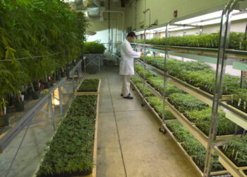 University Of Mississippi Selected To Host National Institute Of Health’s Newest Cannabis Lab