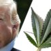 New Cannabis Ad Strategically Trying to Get Trump to Act