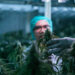 DEA Now Promoting Claim That Cannabis More Likely To Cause Psychosis Than Meth