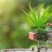 Is All The Cannabis Hype Real Or Just Marketing?