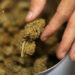 New Studies Showing Increased Risk Of Heart Issues & Psychosis Due To Cannabis Consumption