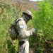 Illegal Weed Farm Busted In Sequoia National Park