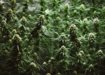 Advocacy Group Pushing Trump to Not Reclassify Cannabis Amongst Recent Talks