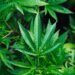 Marijuana Could be Biblically Justified if Rescheduled According to Ex-DOJ Official