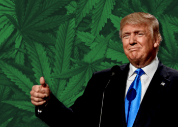 Trump Weighs Marijuana Rescheduling as Feds Call it ‘Deadly’