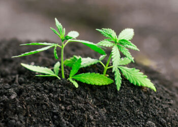 Soil Quality Found To Strongly Influence Cannabis Chemistry, New Federally Funded Study Finds