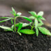 Soil Quality Found To Strongly Influence Cannabis Chemistry, New Federally Funded Study Finds