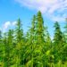 THC Ban will go into effect for Hemp across the country