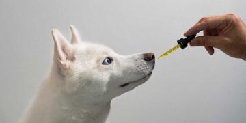 Federal Hemp Ban Could Effect Pets As Well As Humans