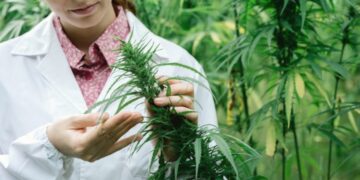 How many marijuana studies occurred in 2025?