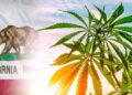 $30 Million In Cannabis Revenue To Go Towards THC Beverage Research in California