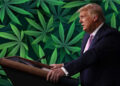 Multiple Prominent Republicans Go Against Trump In Attempt To Roll Back on Legal Cannabis