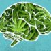 Older Adults have better cognitive function if they consume cannabis