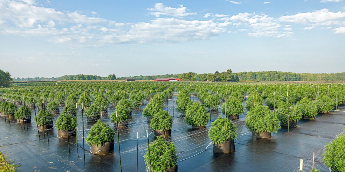 Michigan Cannabis Sales Spike After January Low, Prices Continue to Rise